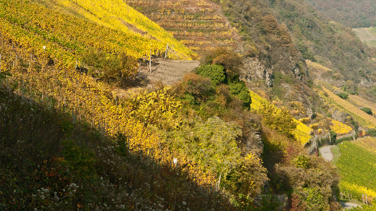 Vignobles - Vineyards - Weinlagen Haart